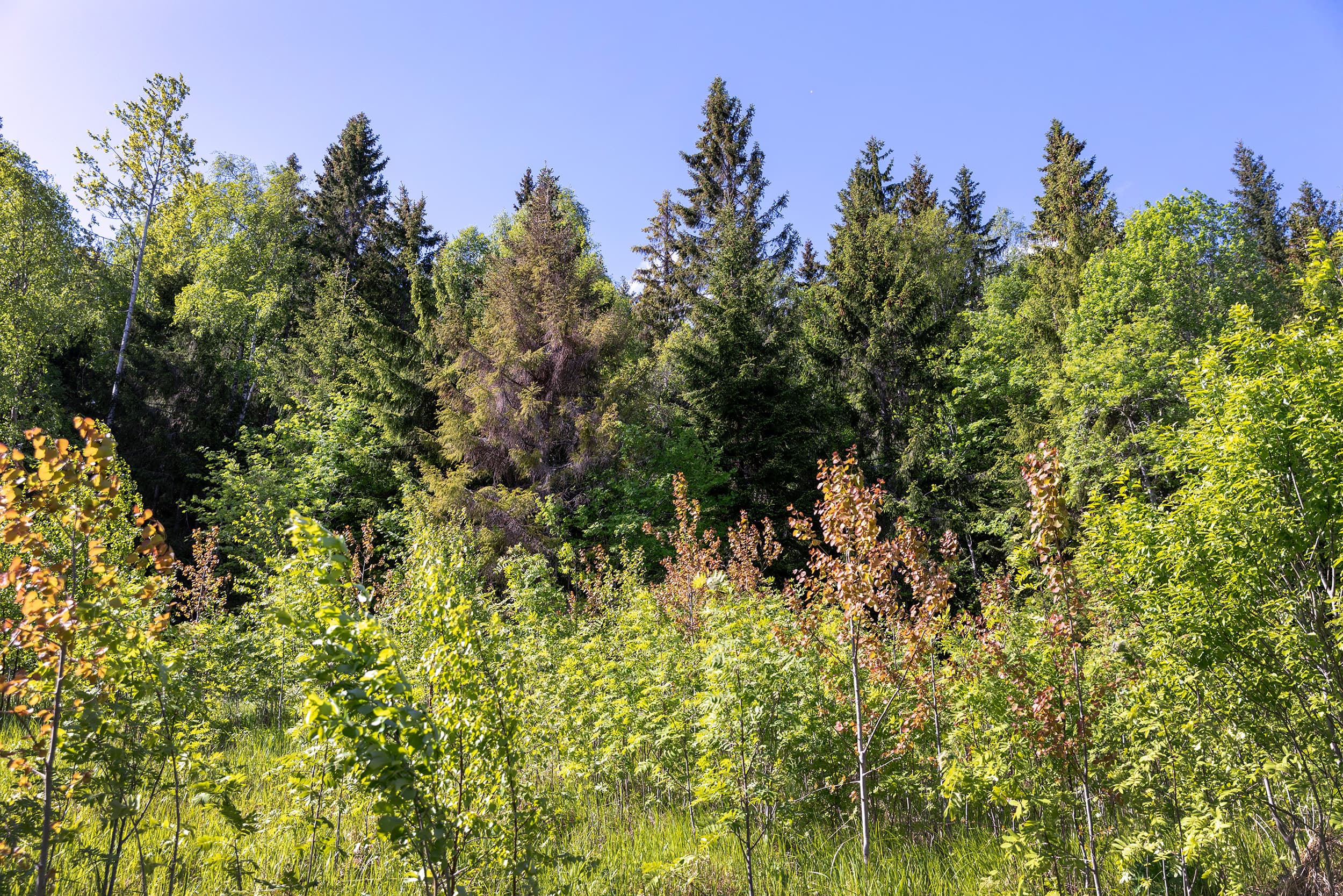 Strömås 1_7