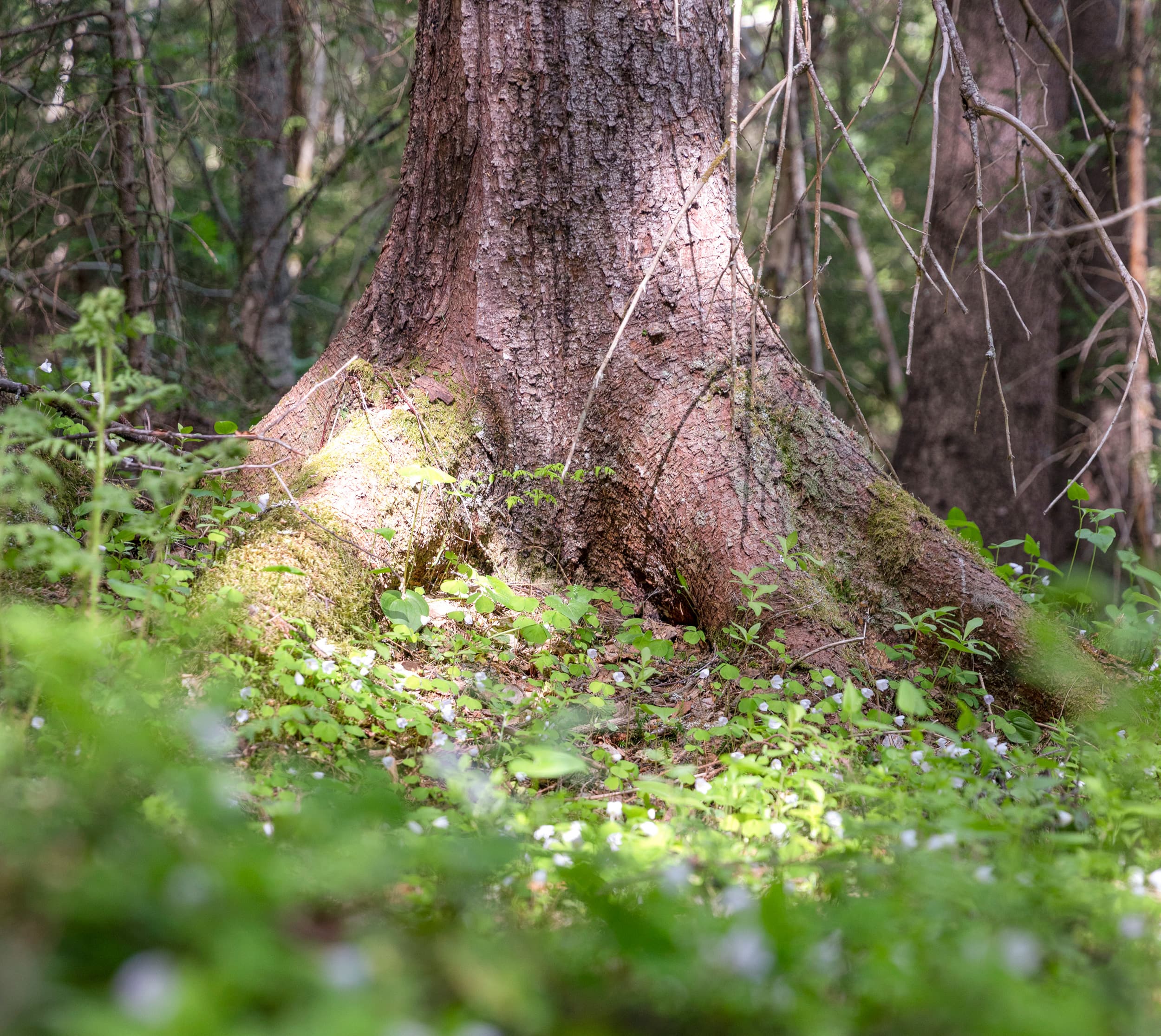 Strömås 3_10
