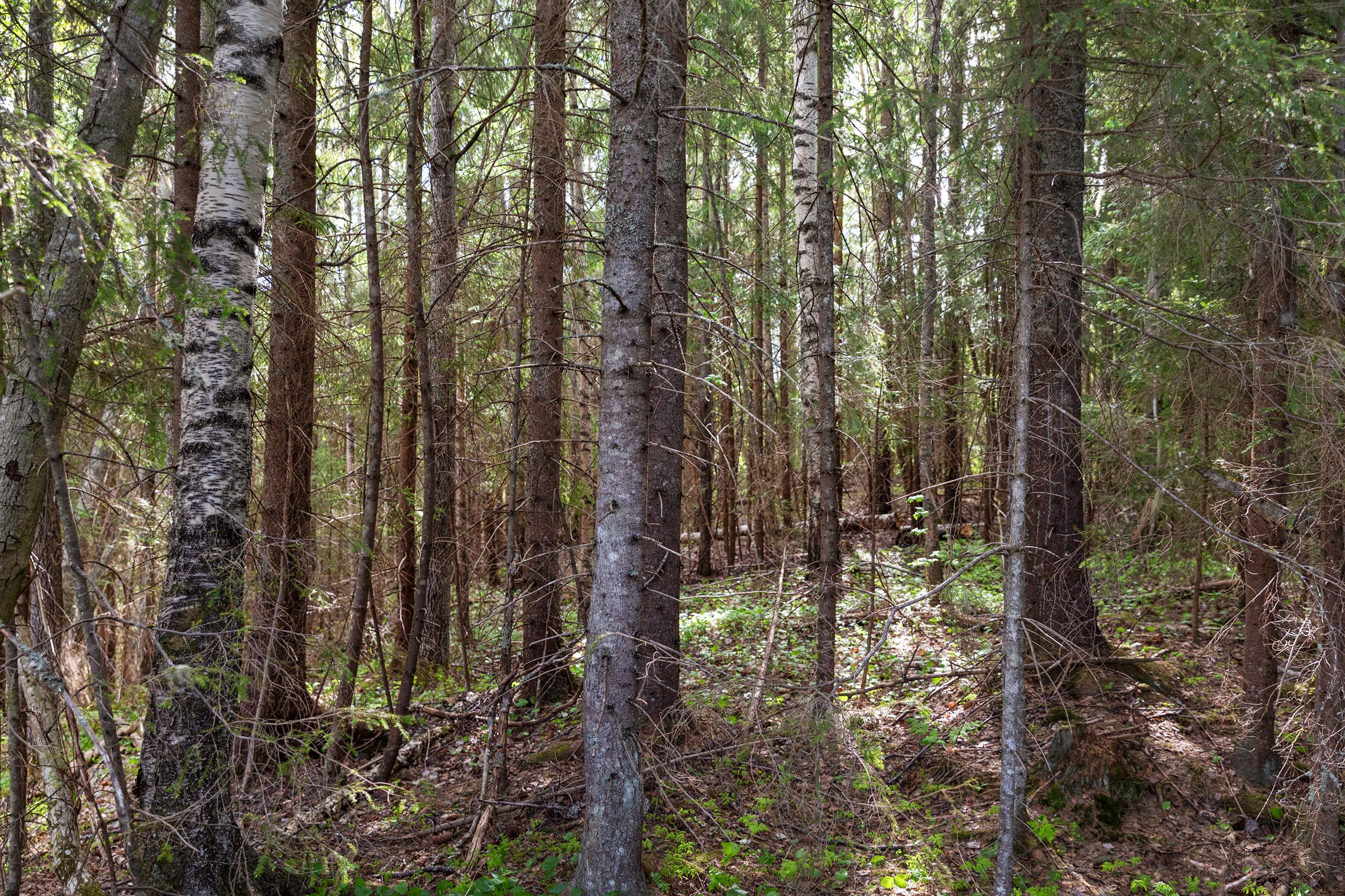 Strömås 3_11