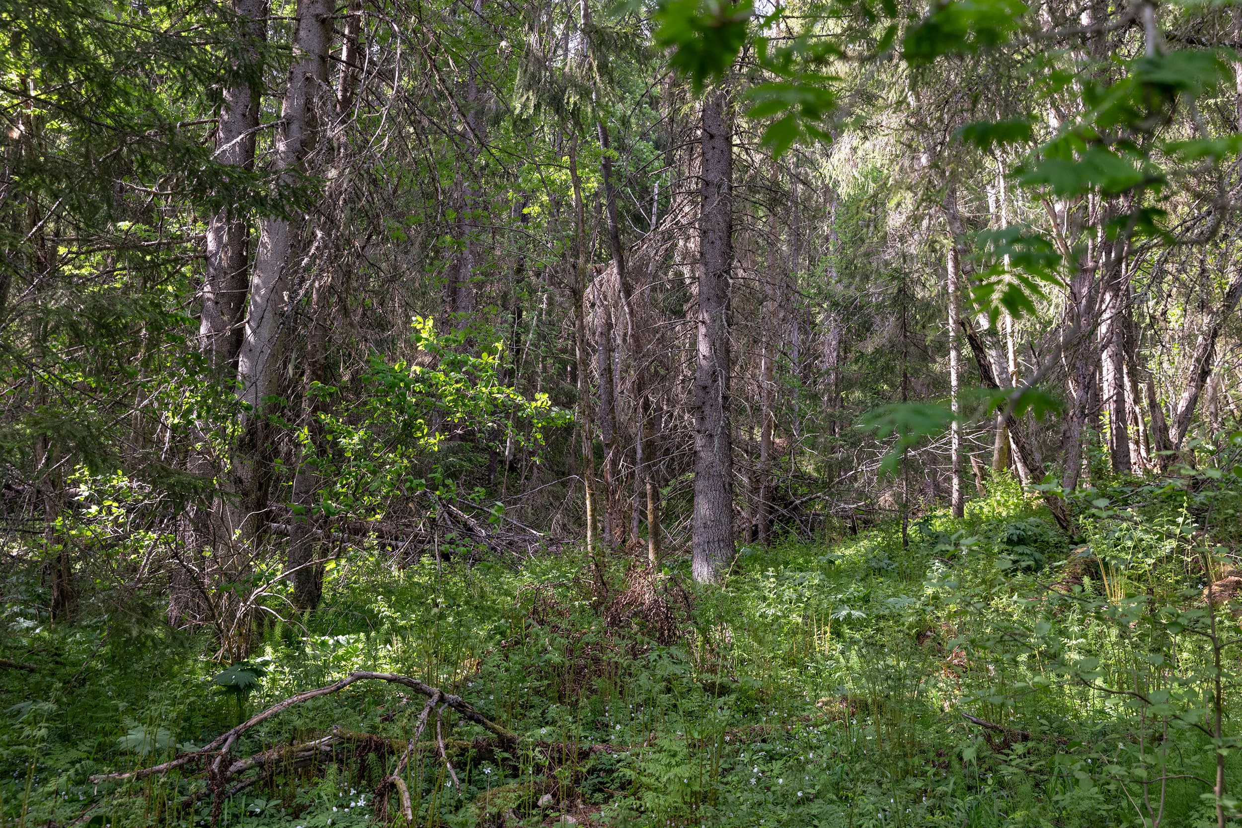 Strömås 3_7