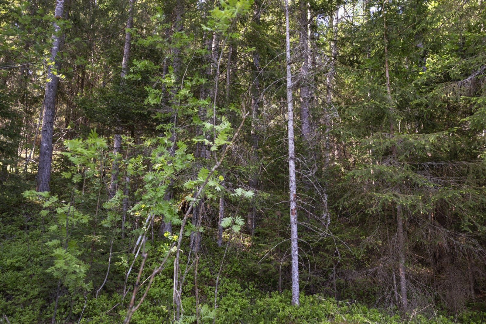 Strömås 4_2