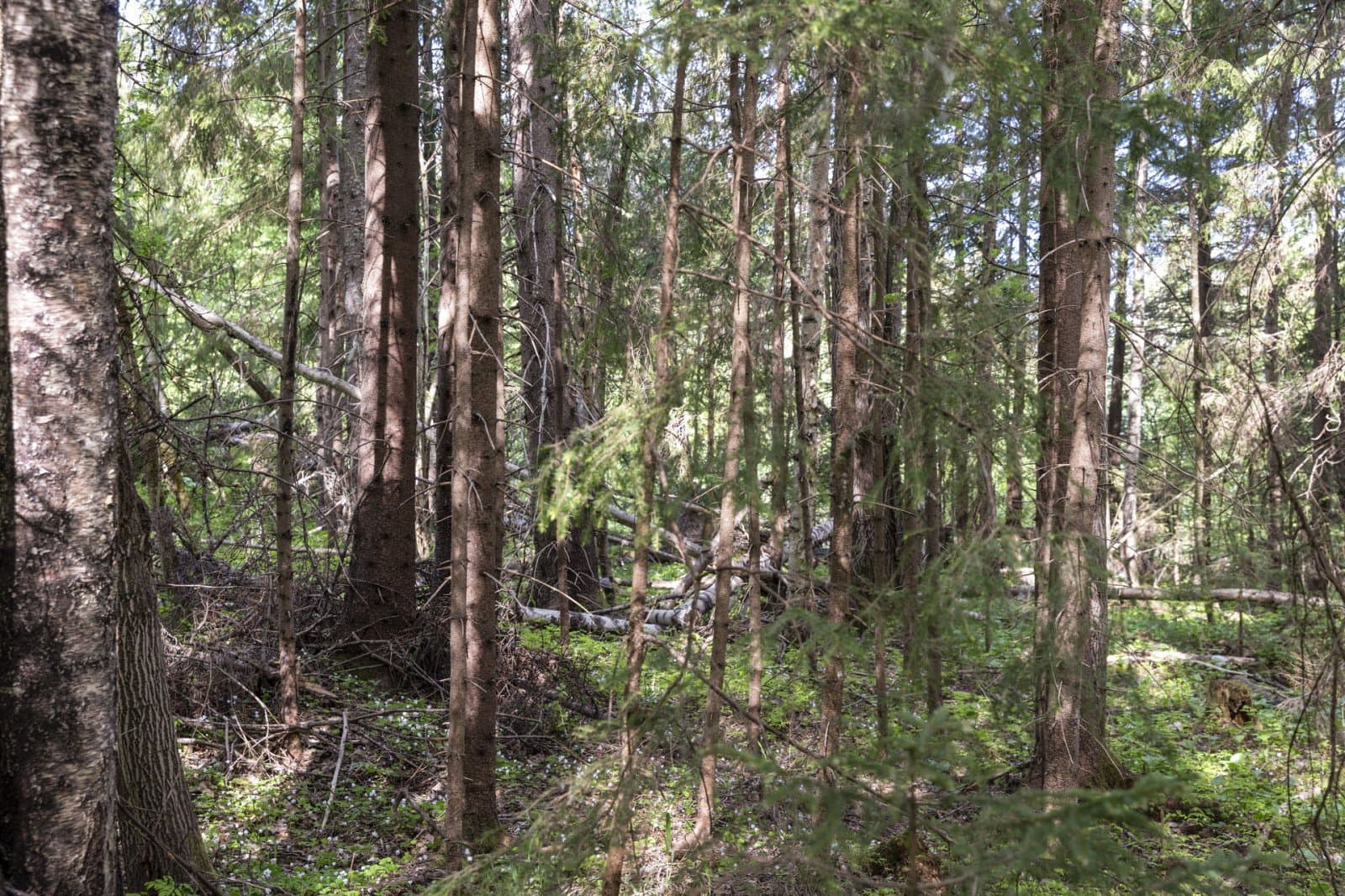Strömås 4_4