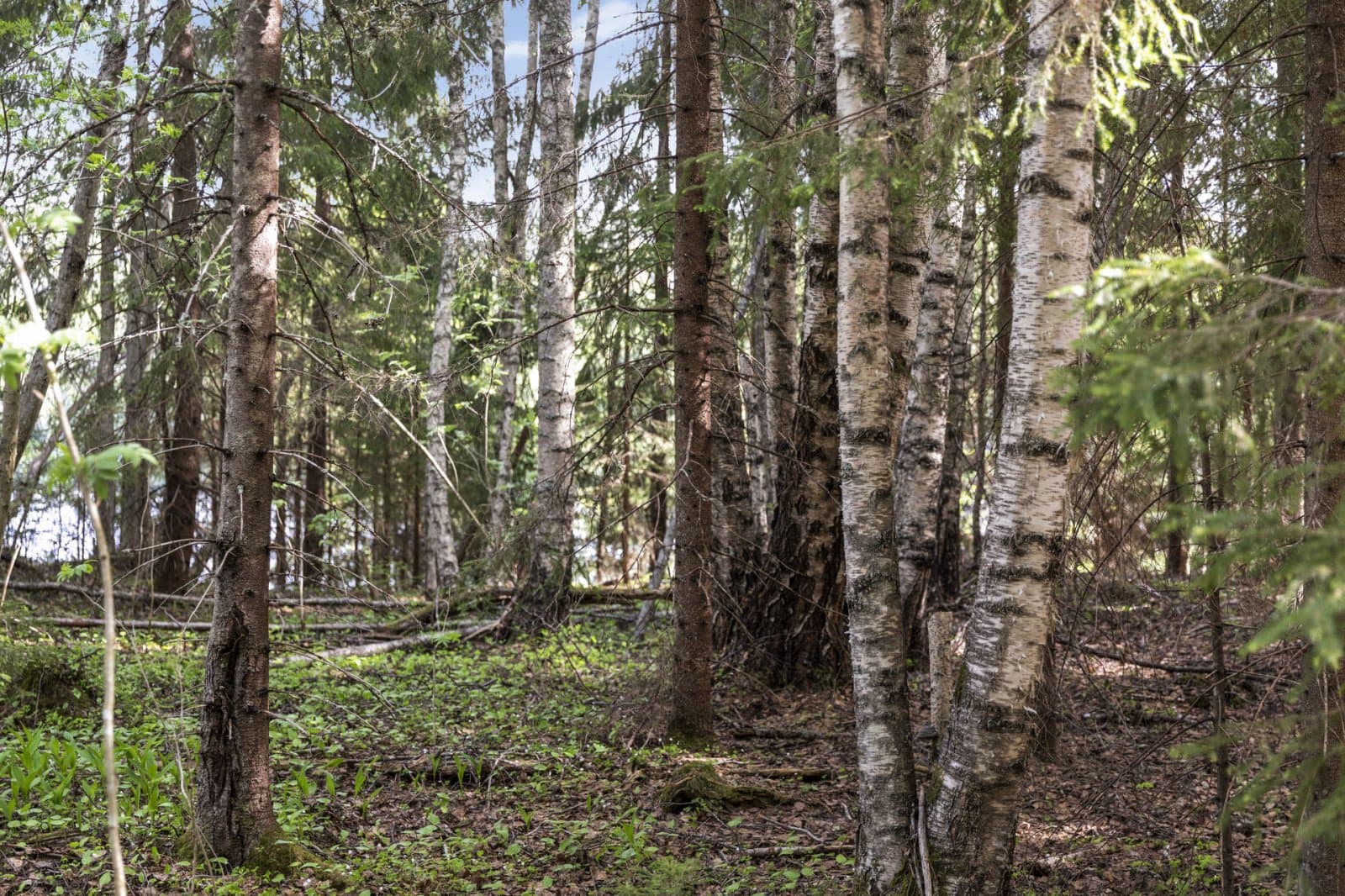 Strömås 4_5