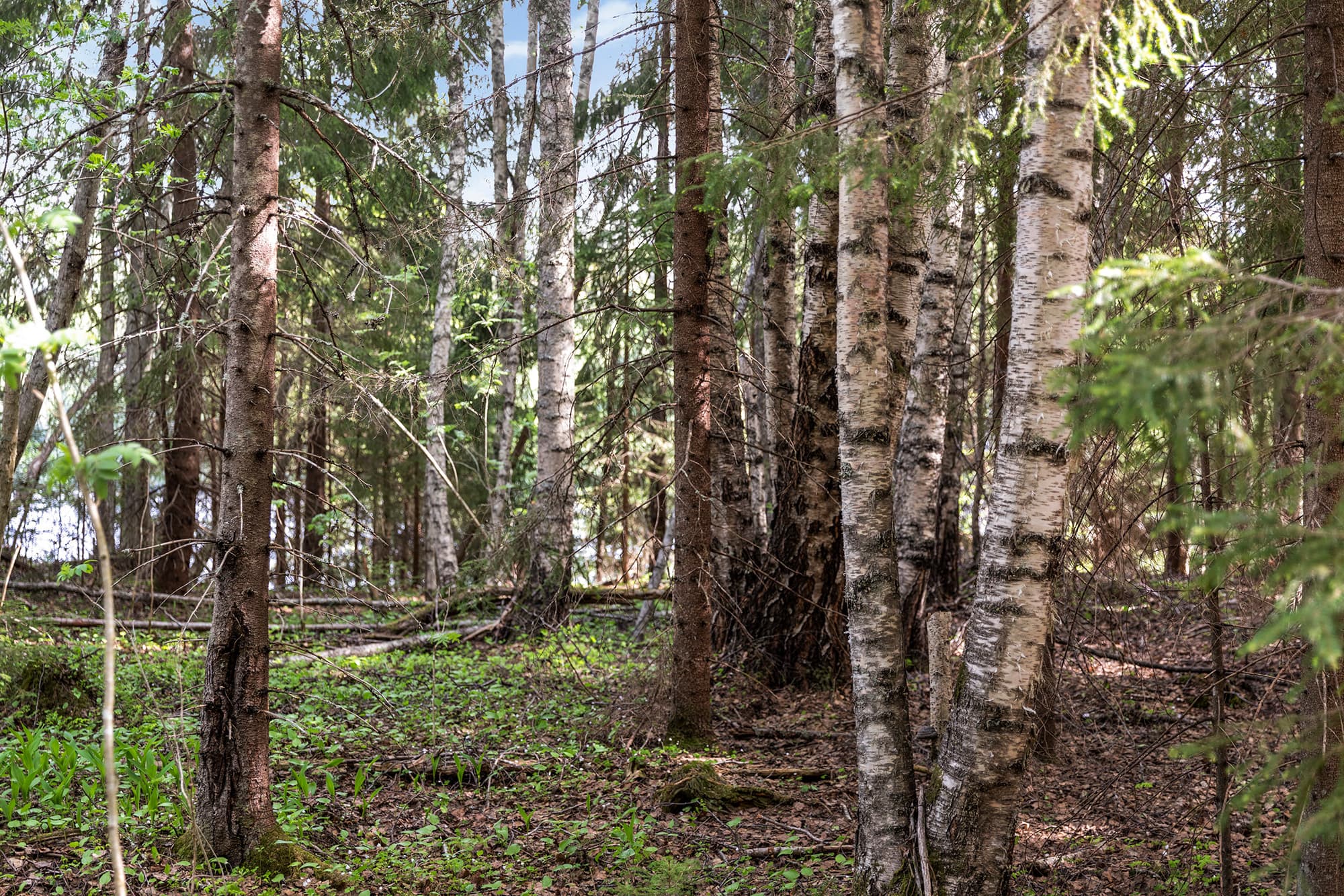 Strömås 8_9