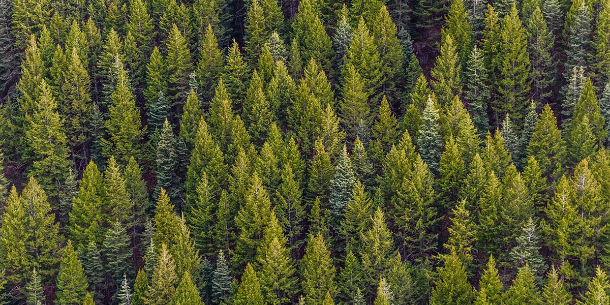 2023/hur-kan-du-gora-en-insats-for-skogen