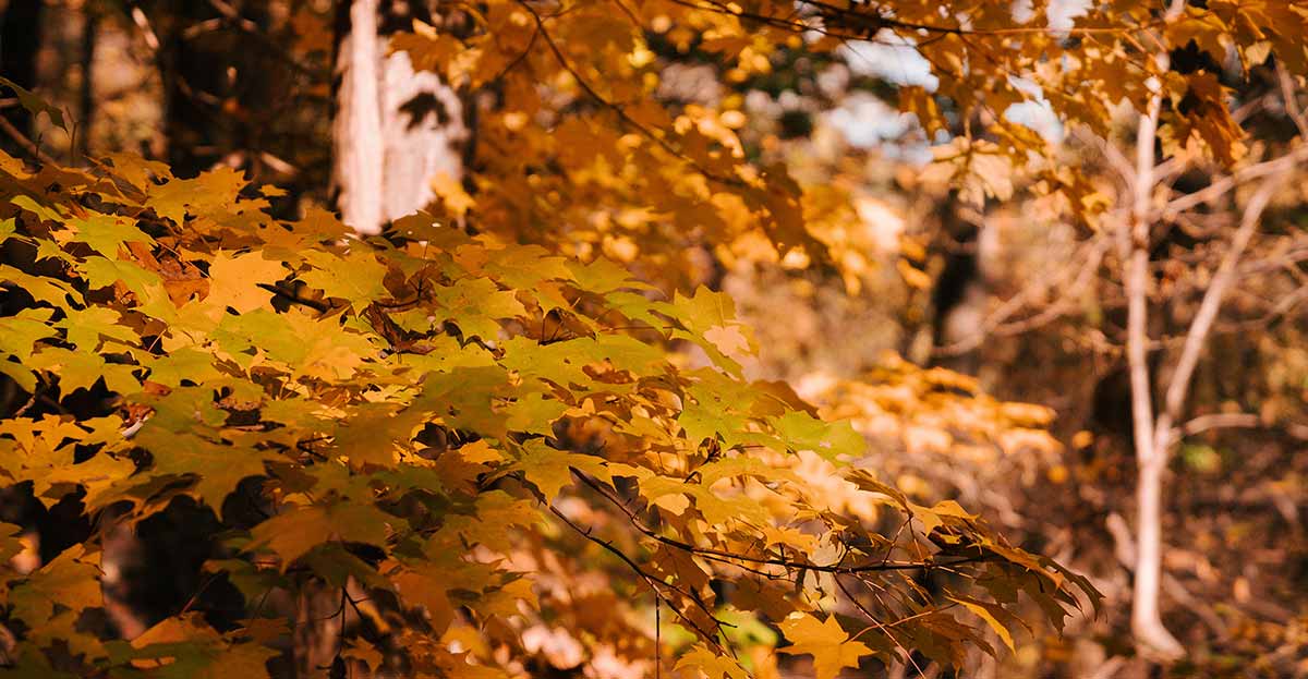 Höstens konung - Lönnen 🍁